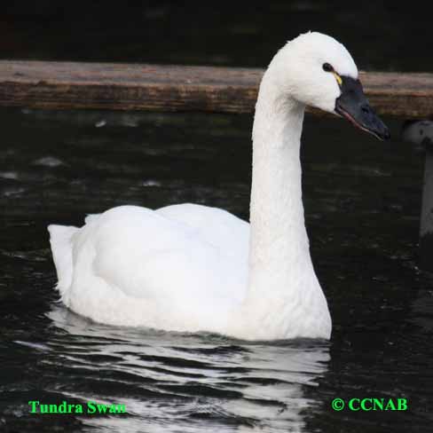 Tundra Swan