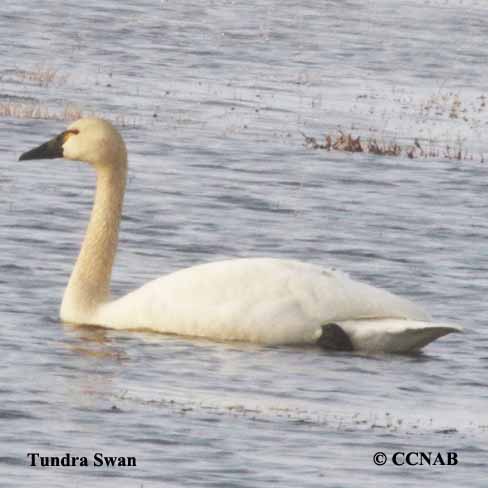 Tundra Swan