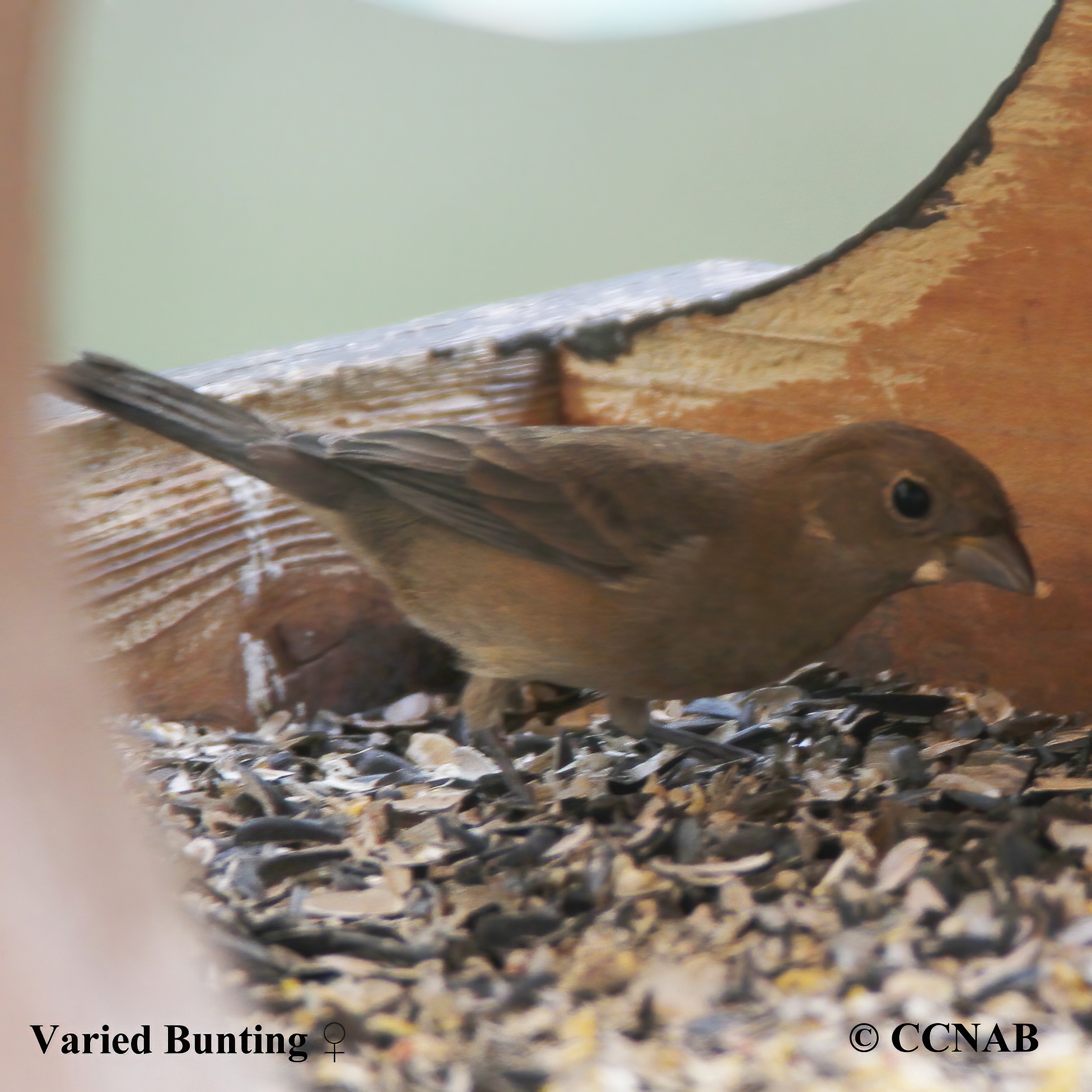 Varied Bunting