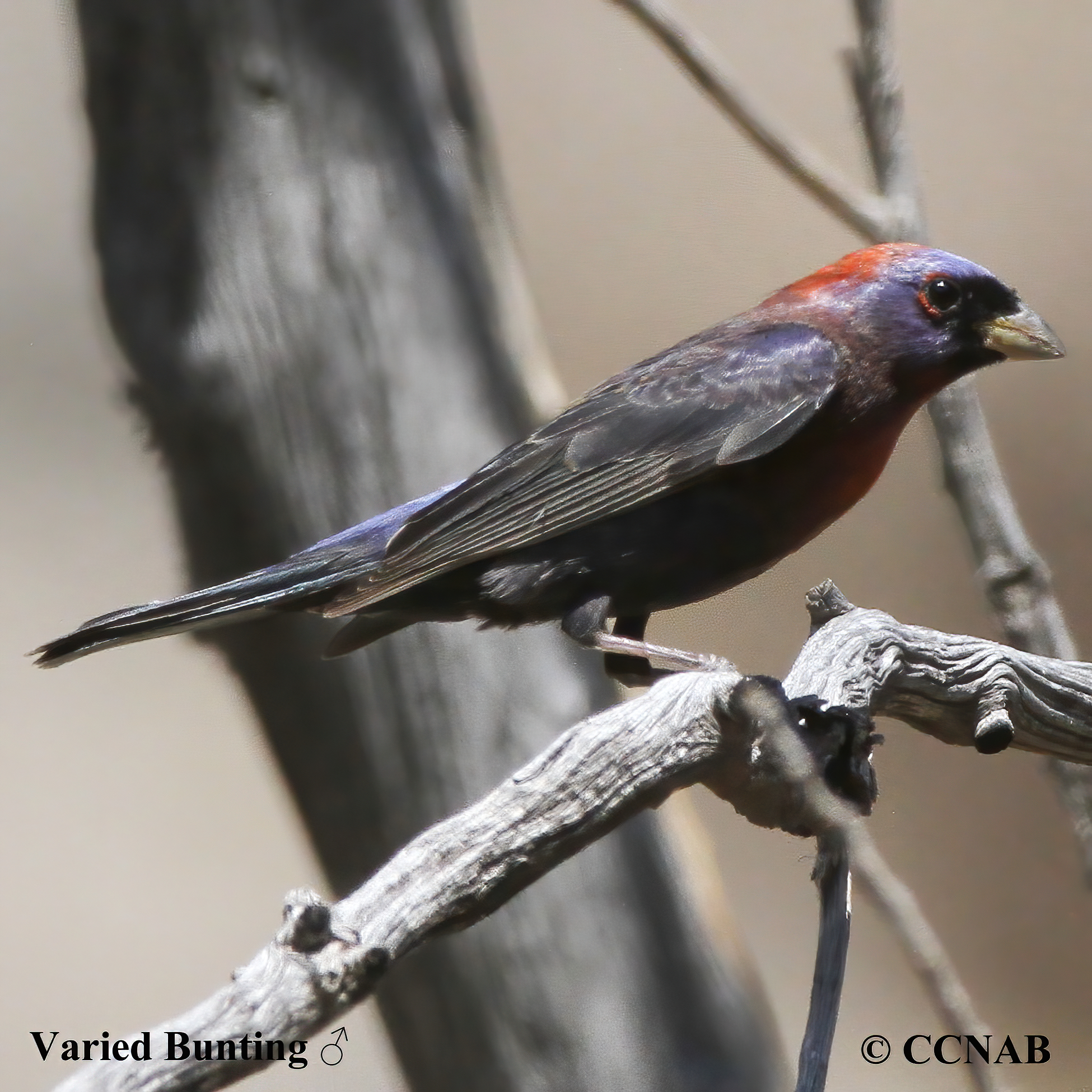 Varied Bunting