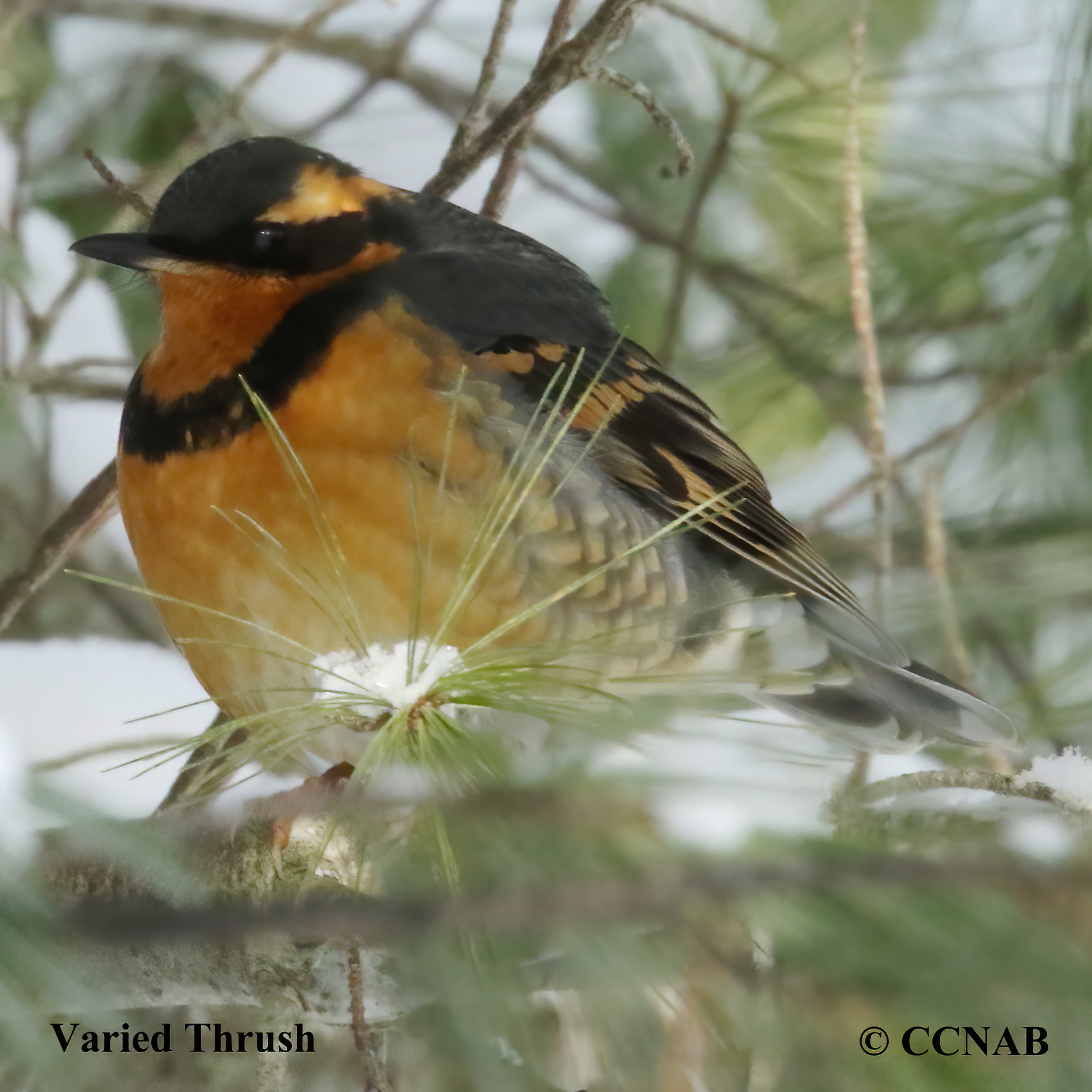 Varied Thrush