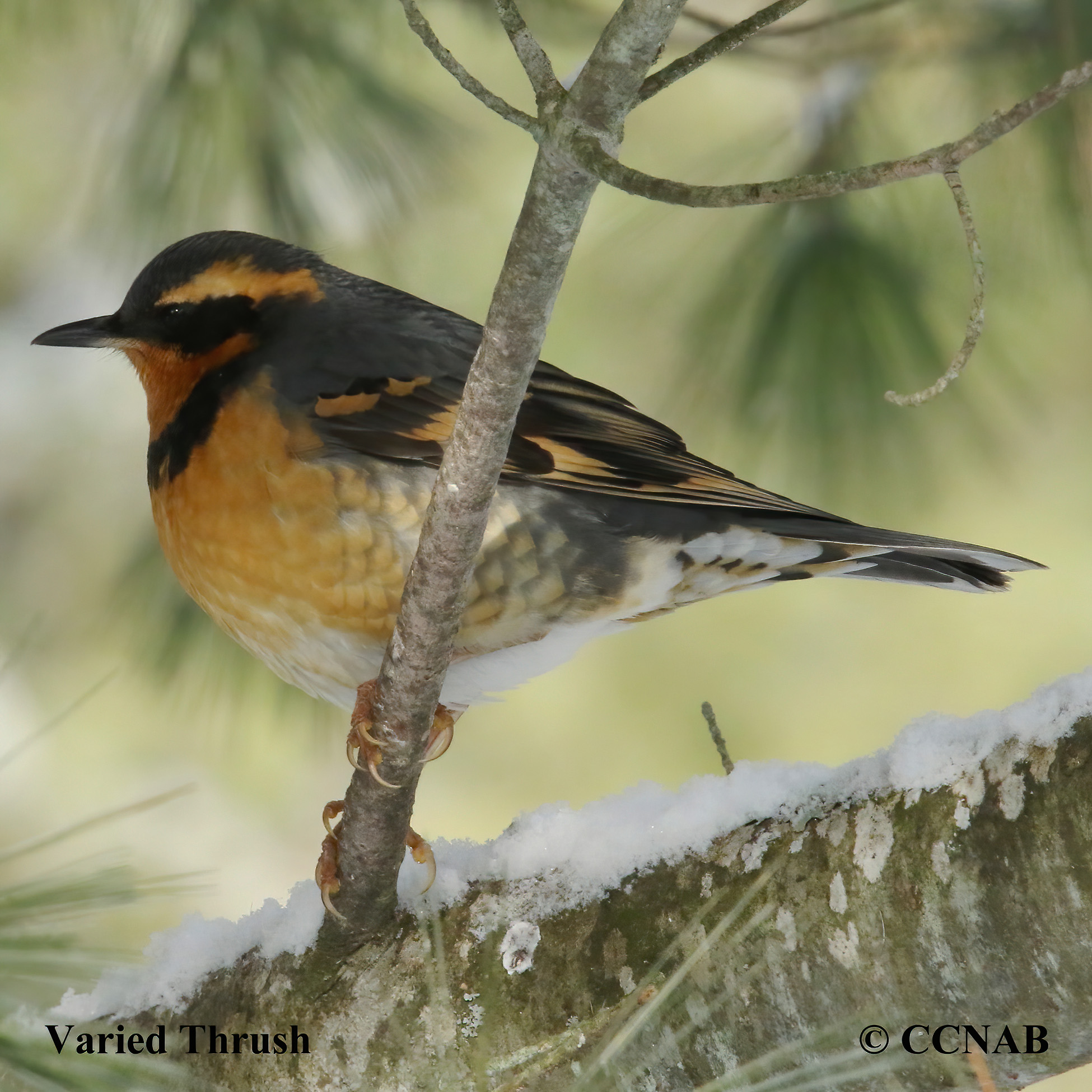 Varied Thrush