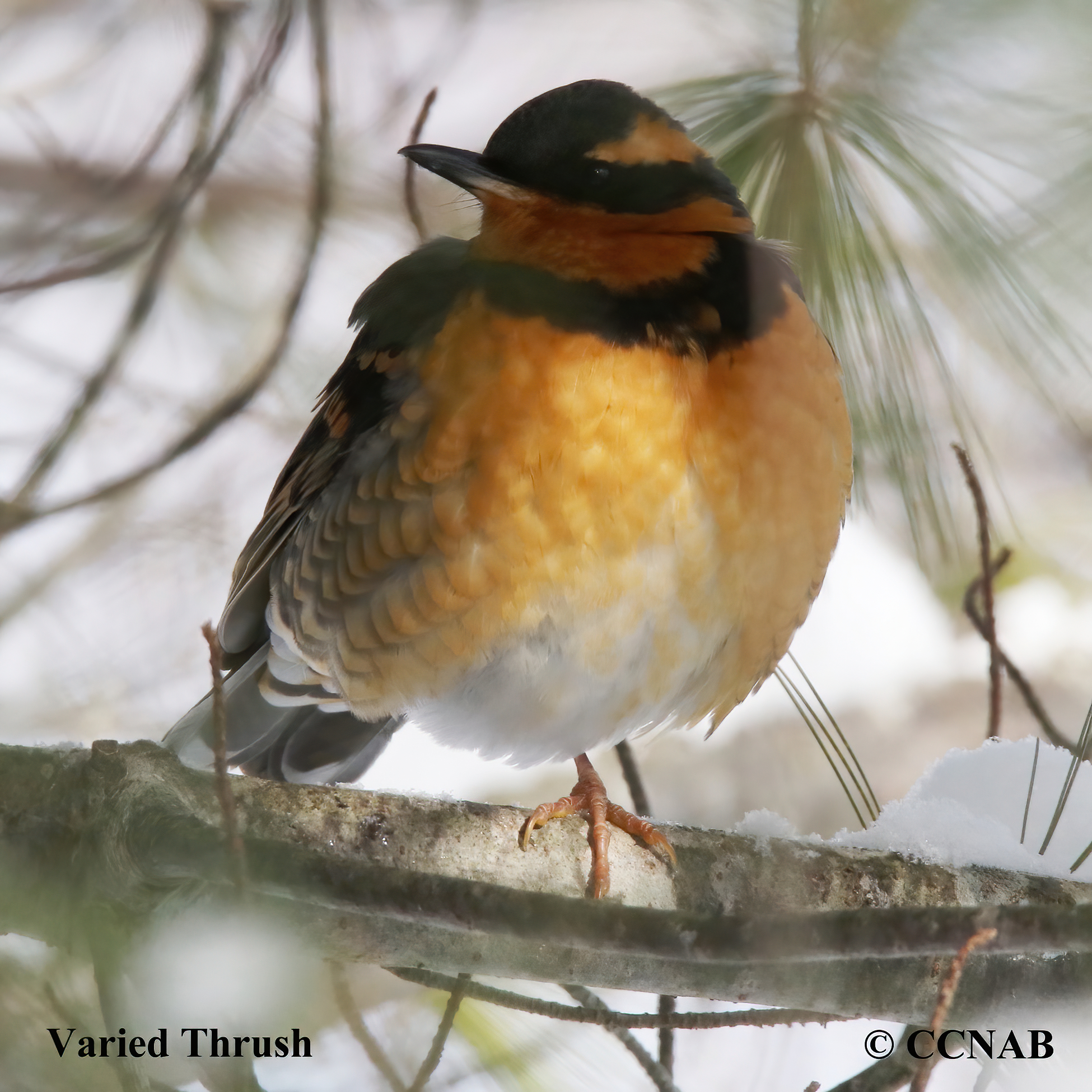 Varied Thrush