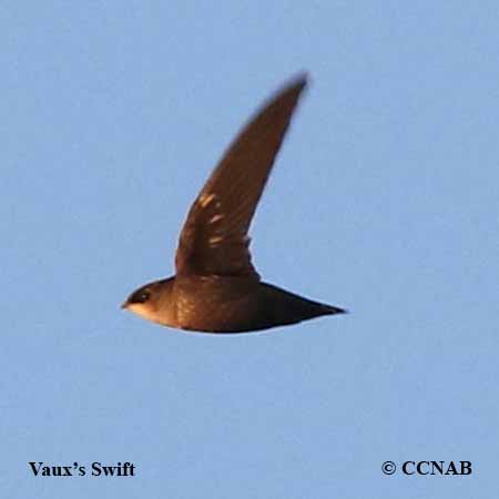 Vaux's Swift