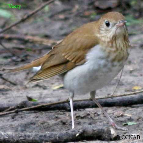 Veery