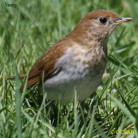 North American Thrushes