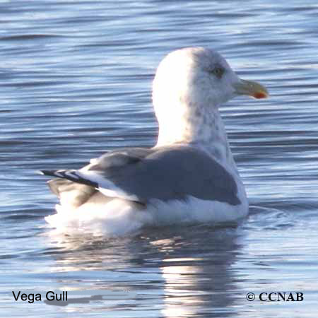 Birds of North America