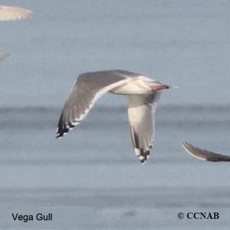 North American Gulls