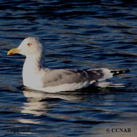 Birds of North America