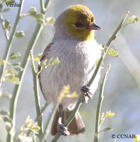 Birds of North America