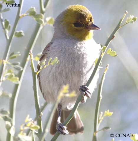 Verdin