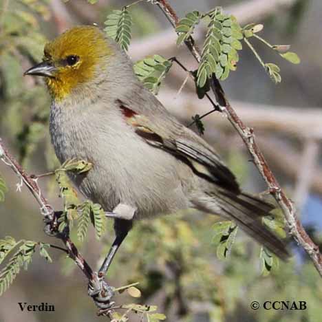 Birds of North America