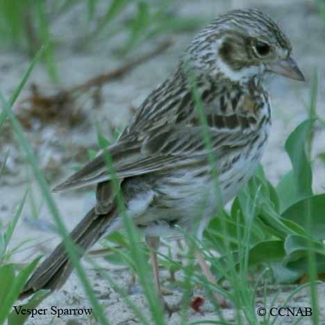 Vesper Sparrow