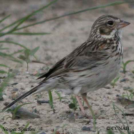 Vesper Sparrow