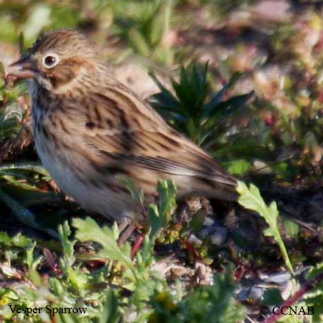 Vesper Sparrow