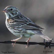 Vesper Sparrow