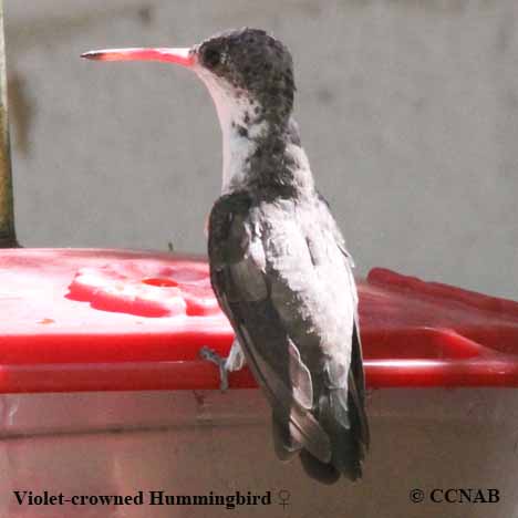 Violet-crowned Hummingbird