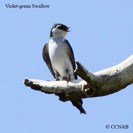 Violet-green Swallow