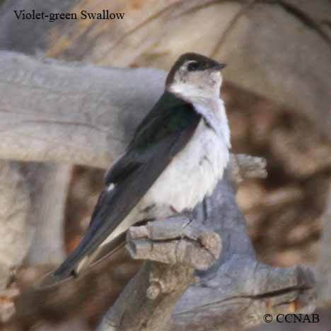 Violet-green Swallow