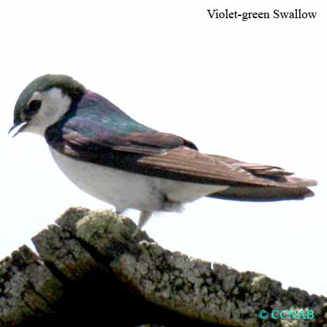 Violet-green Swallow