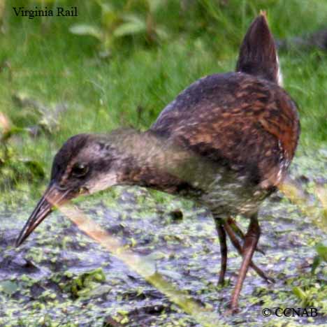 Birds of North America