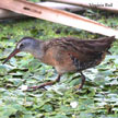 Virginia Rail range map