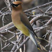 Waxwings