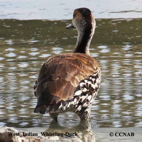 West Indian Whistling-Duck