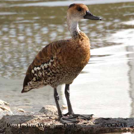 West Indian Whistling-Duck