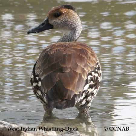 West Indian Whistling-Duck