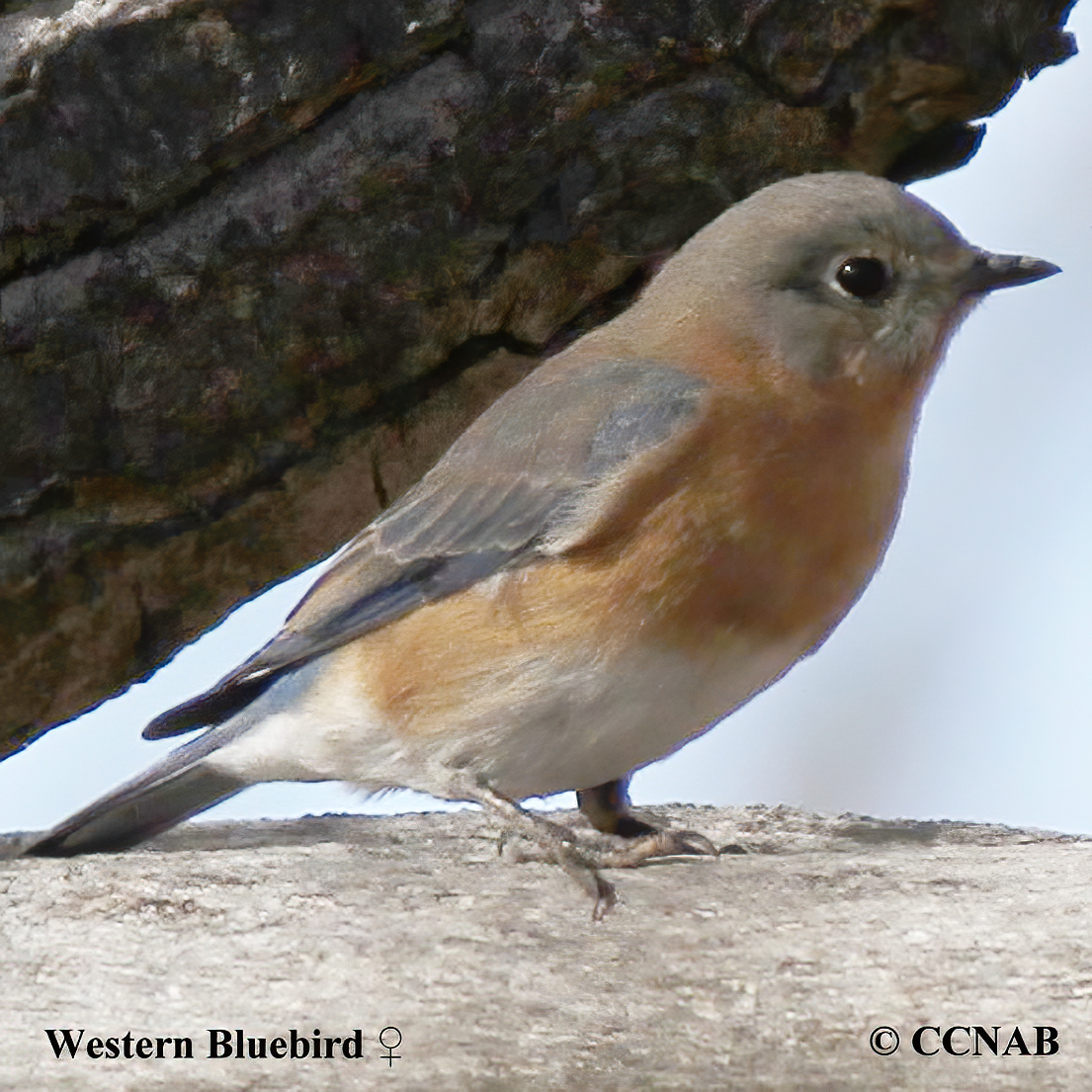 Western Bluebird