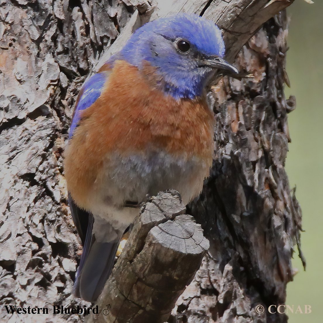 Western Bluebird