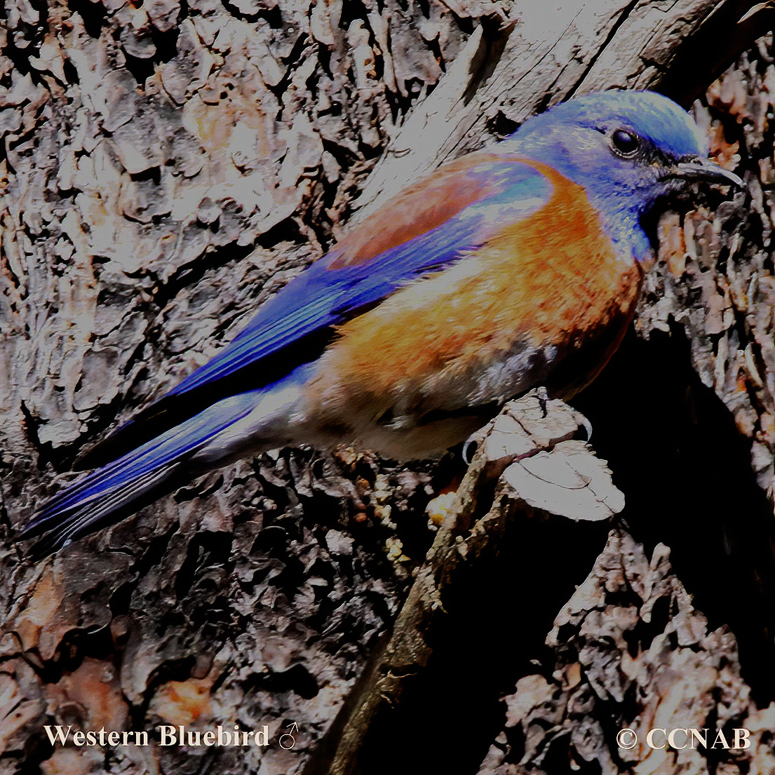 Birds of North America