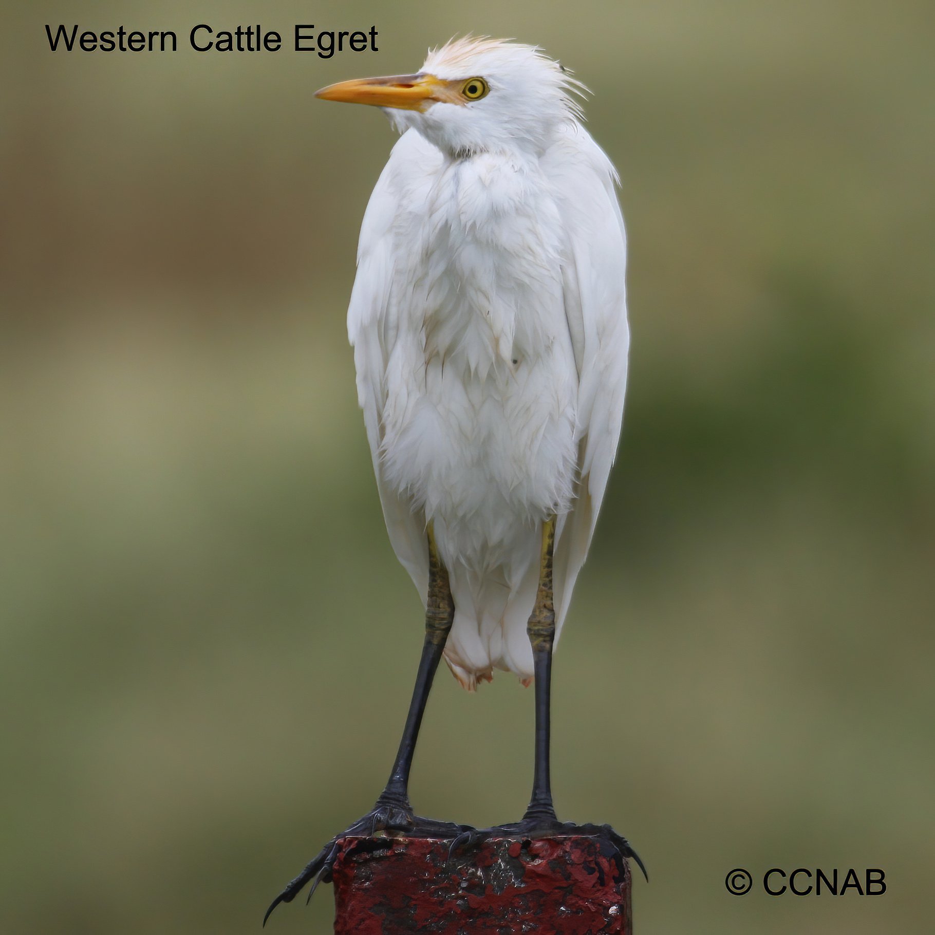 Birds of North America