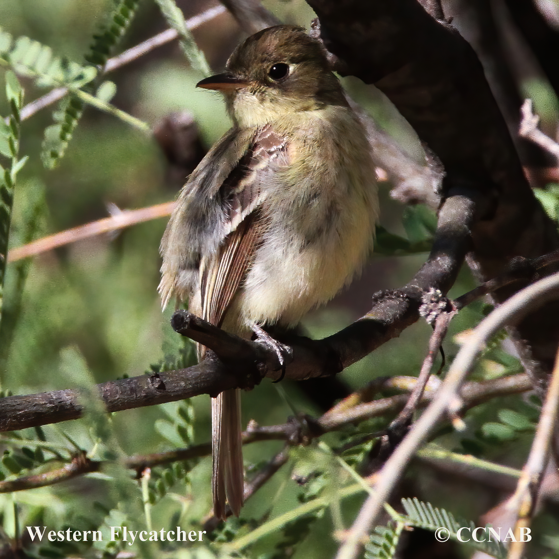 Western Flycatcher