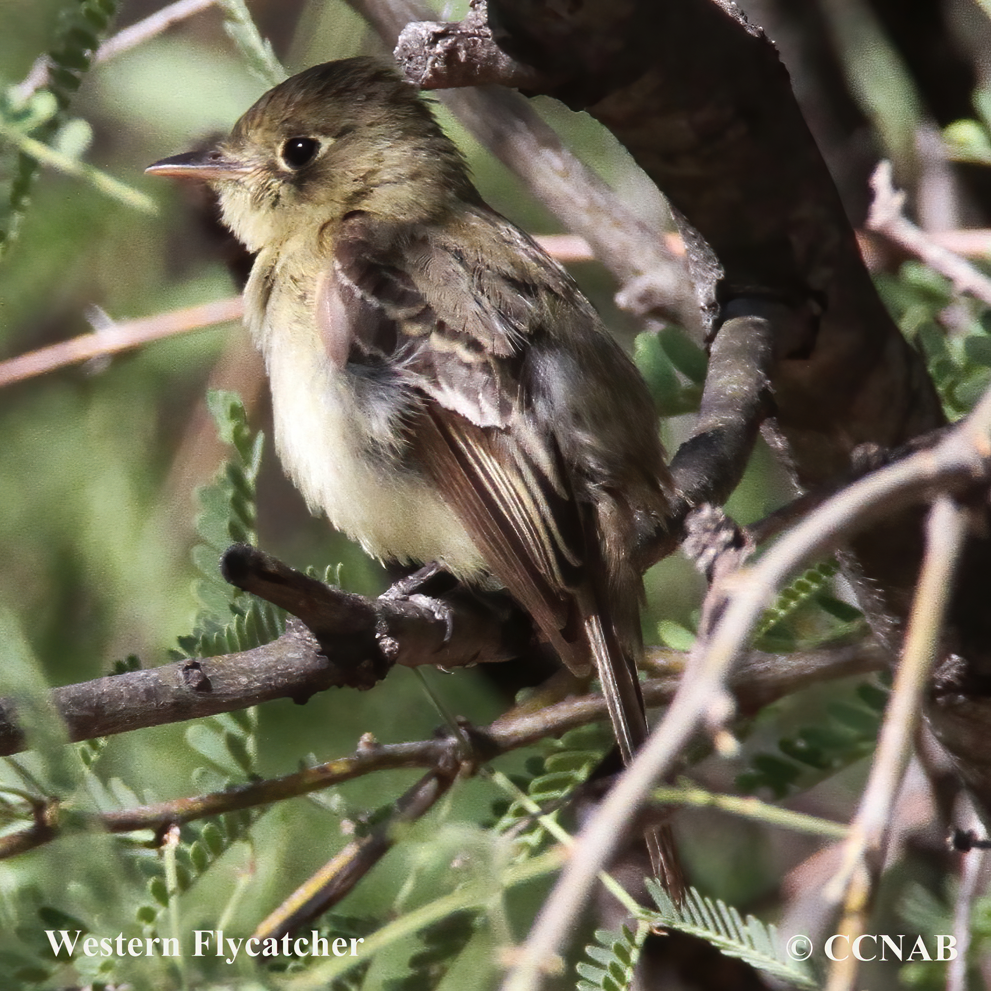 Western Flycatcher