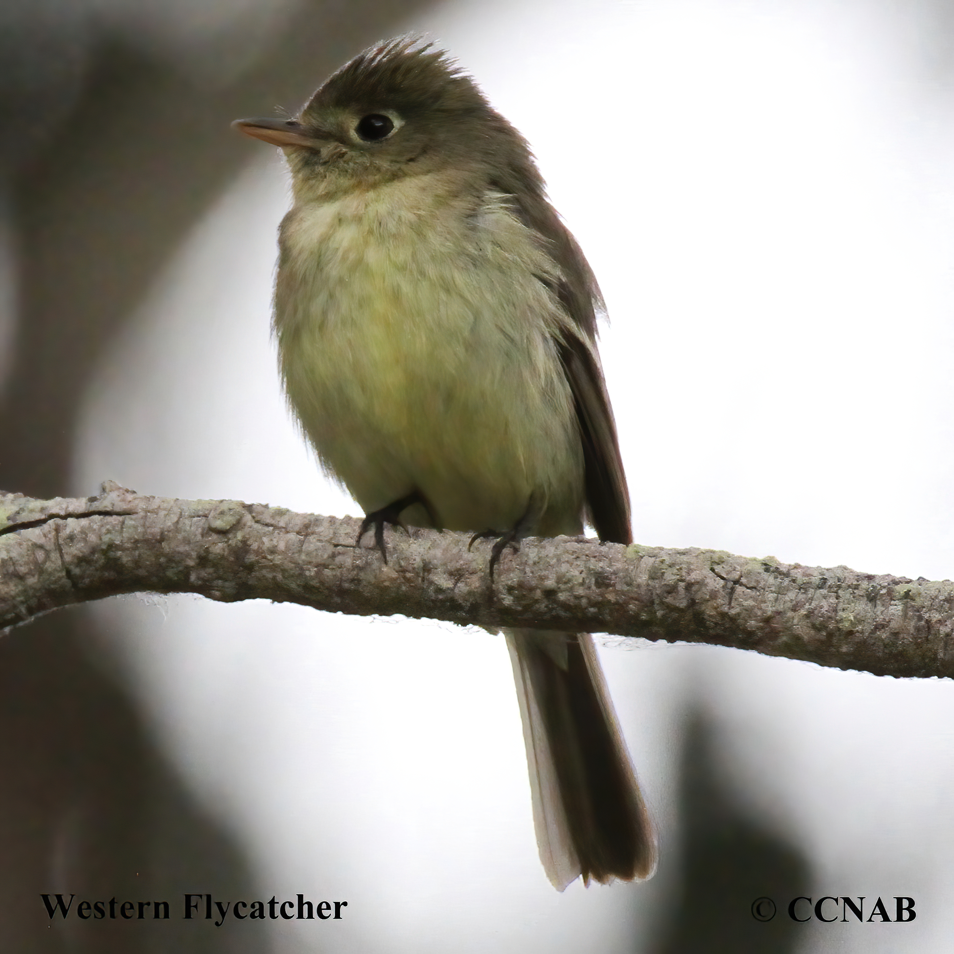 Western Flycatcher