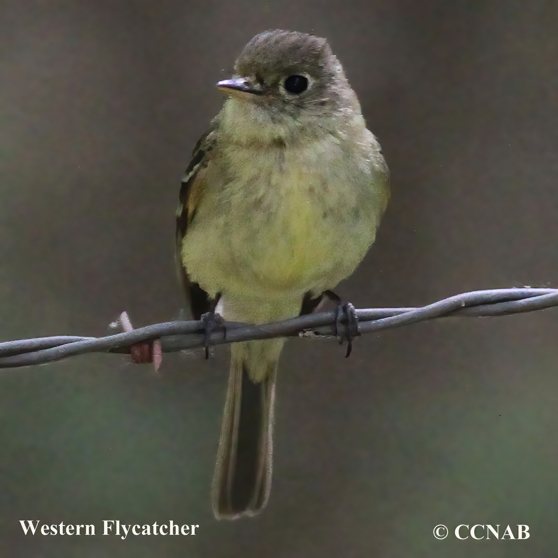 Western Flycatcher