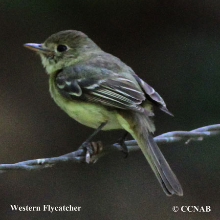 Western Flycatcher