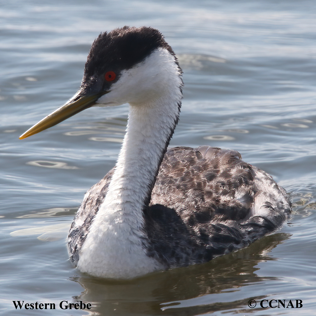 Western Grebe