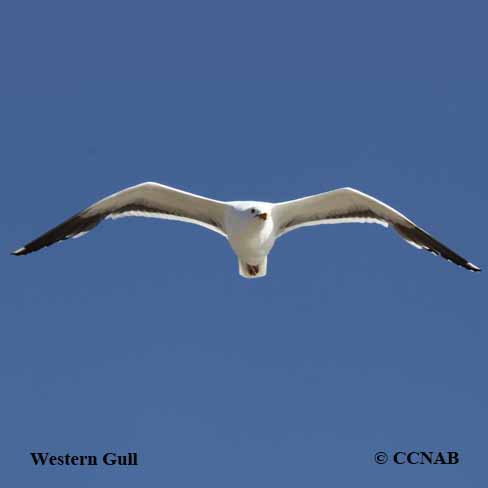 Birds of North America