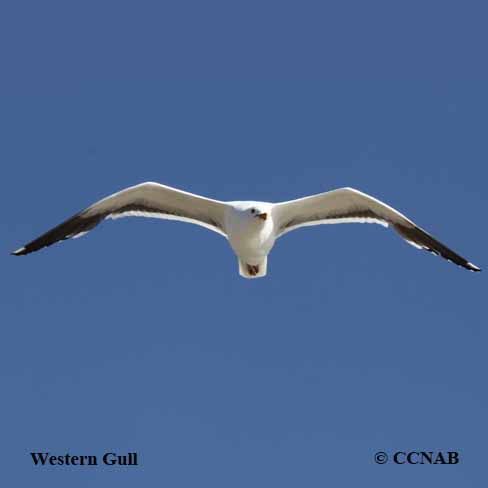 Western Gull