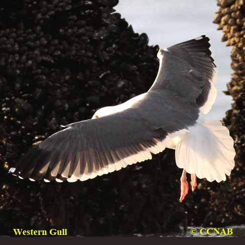 Birds of North America