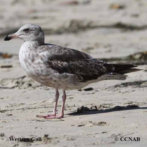 Western Gull