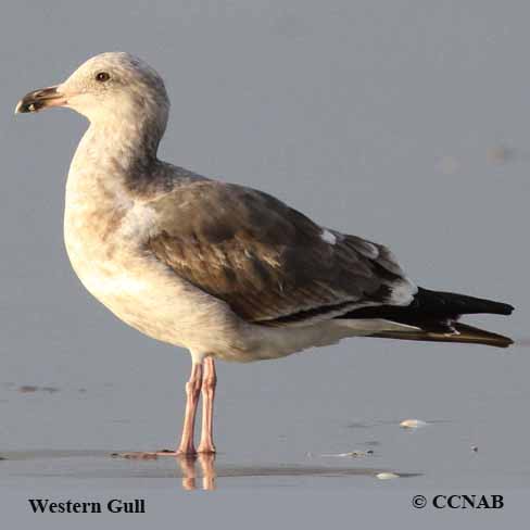 Western Gull