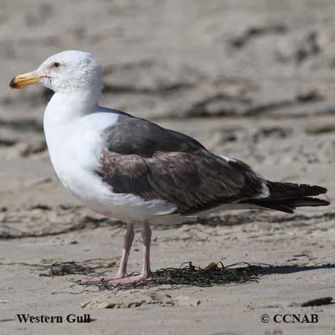 Western Gull