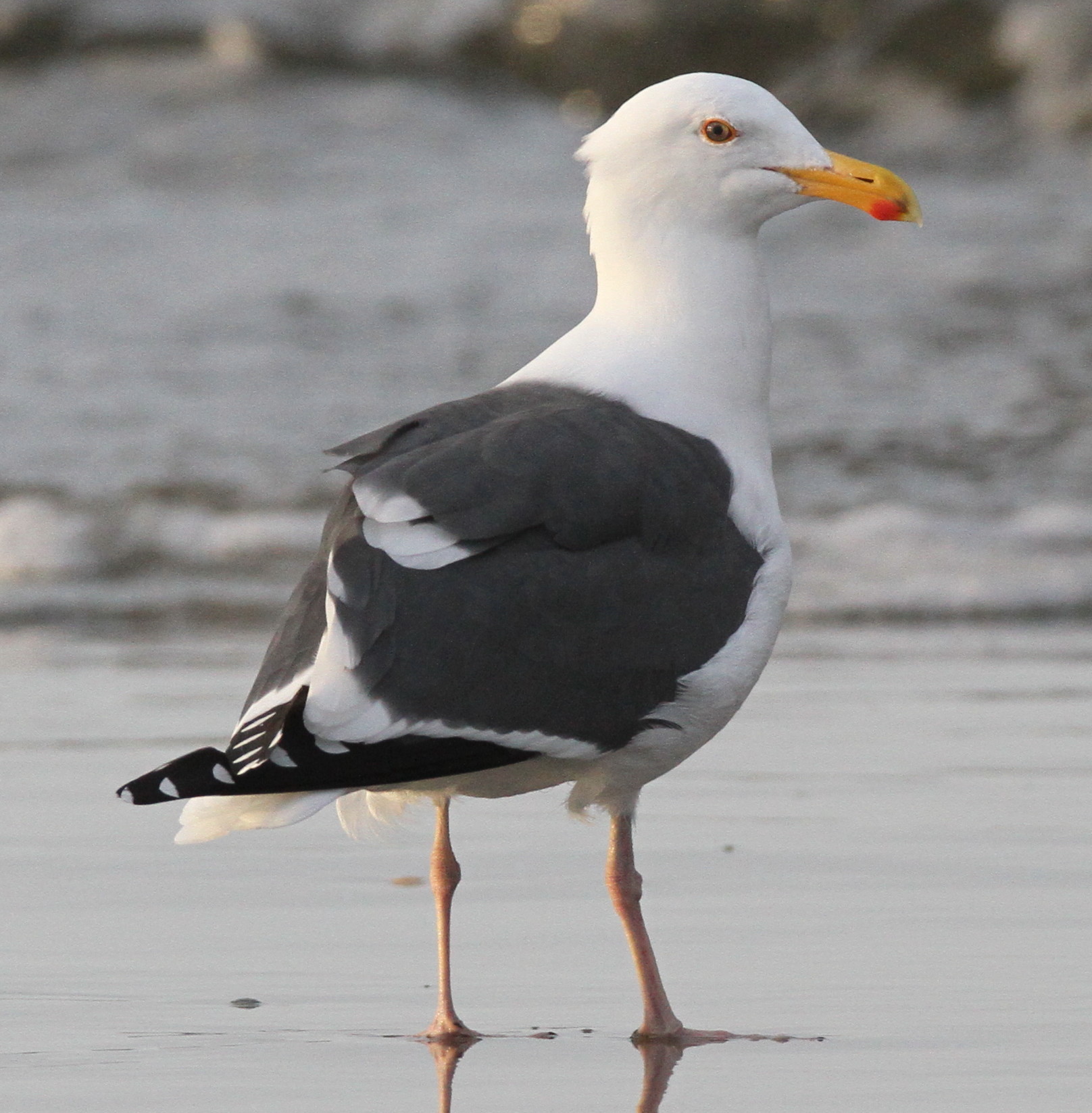 Birds of North America