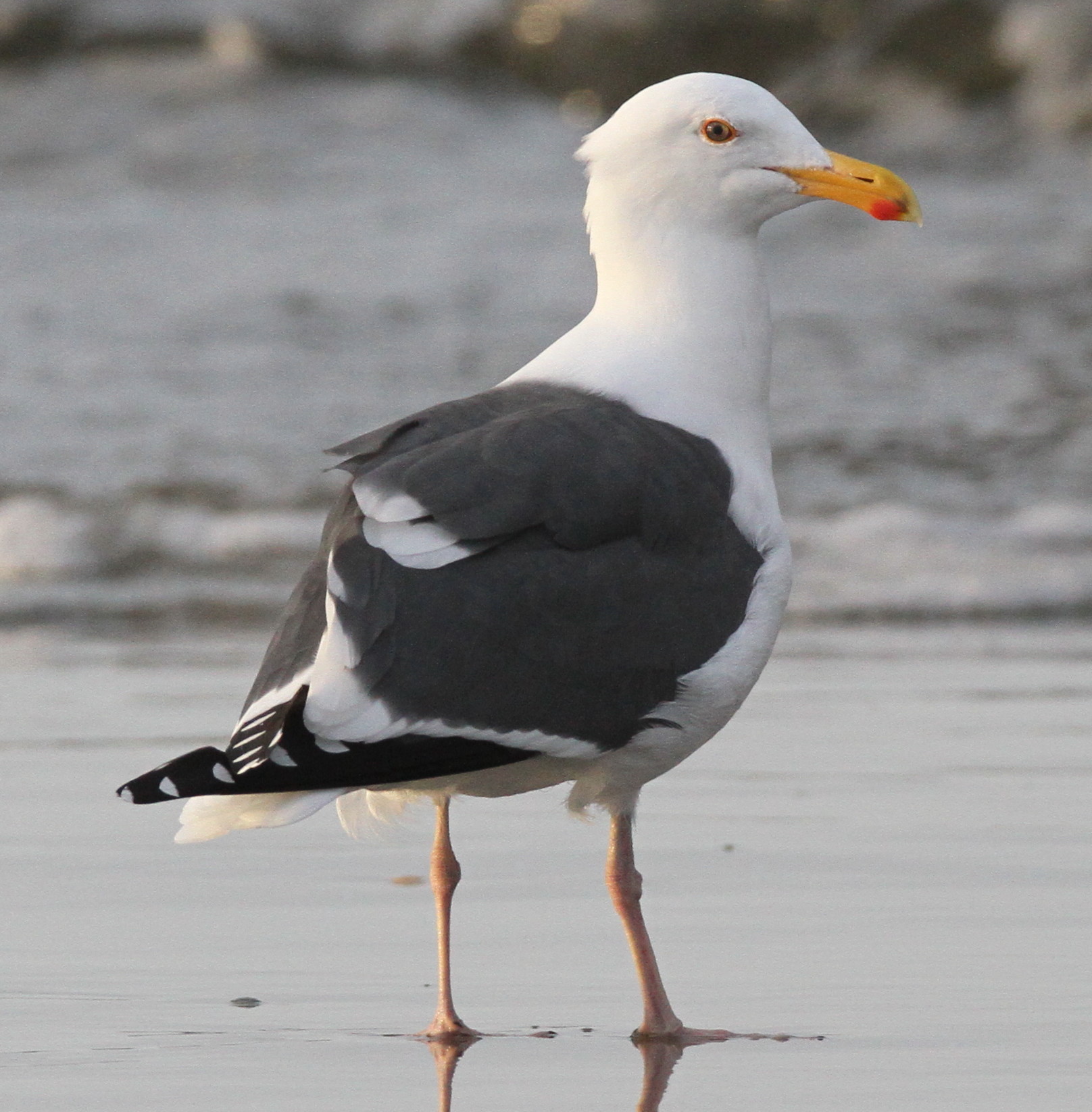 Western Gull