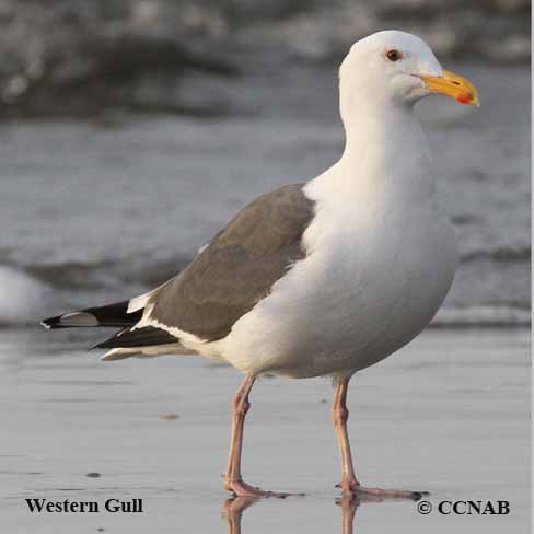 Birds of North America