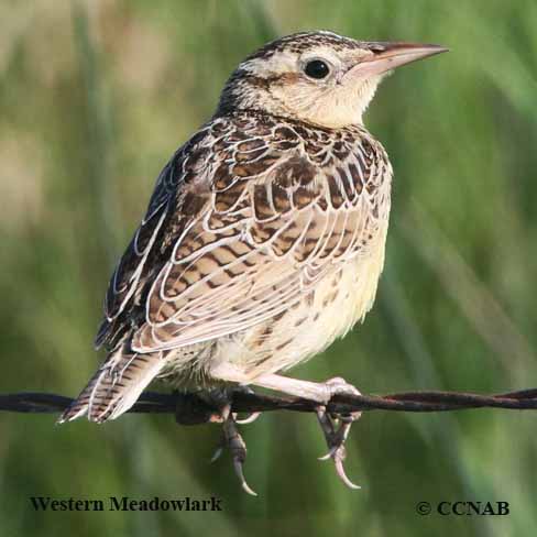 Western Meadowlark